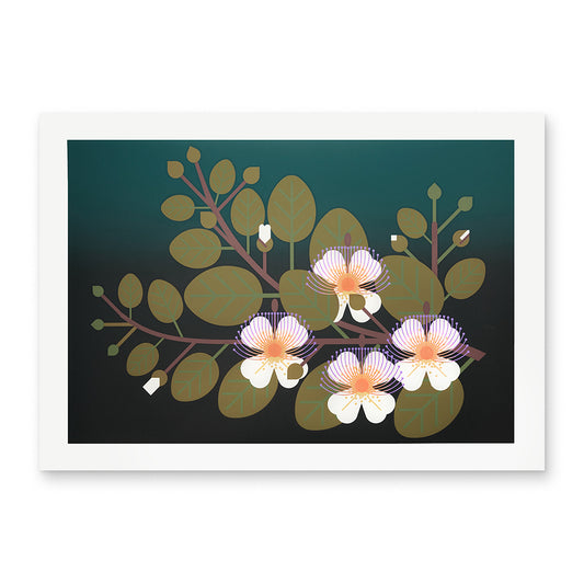 Amok Island 'Capperi': Screen print, botanical art.