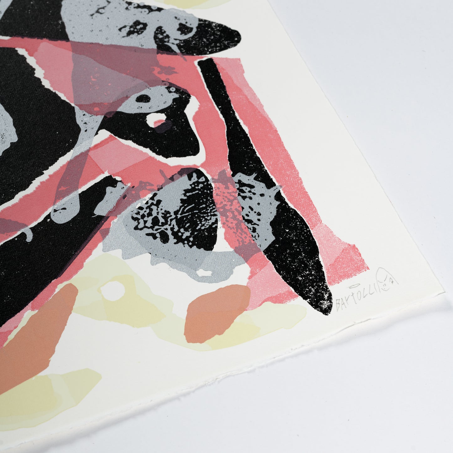 FOSSILI CONTEMPORANEI