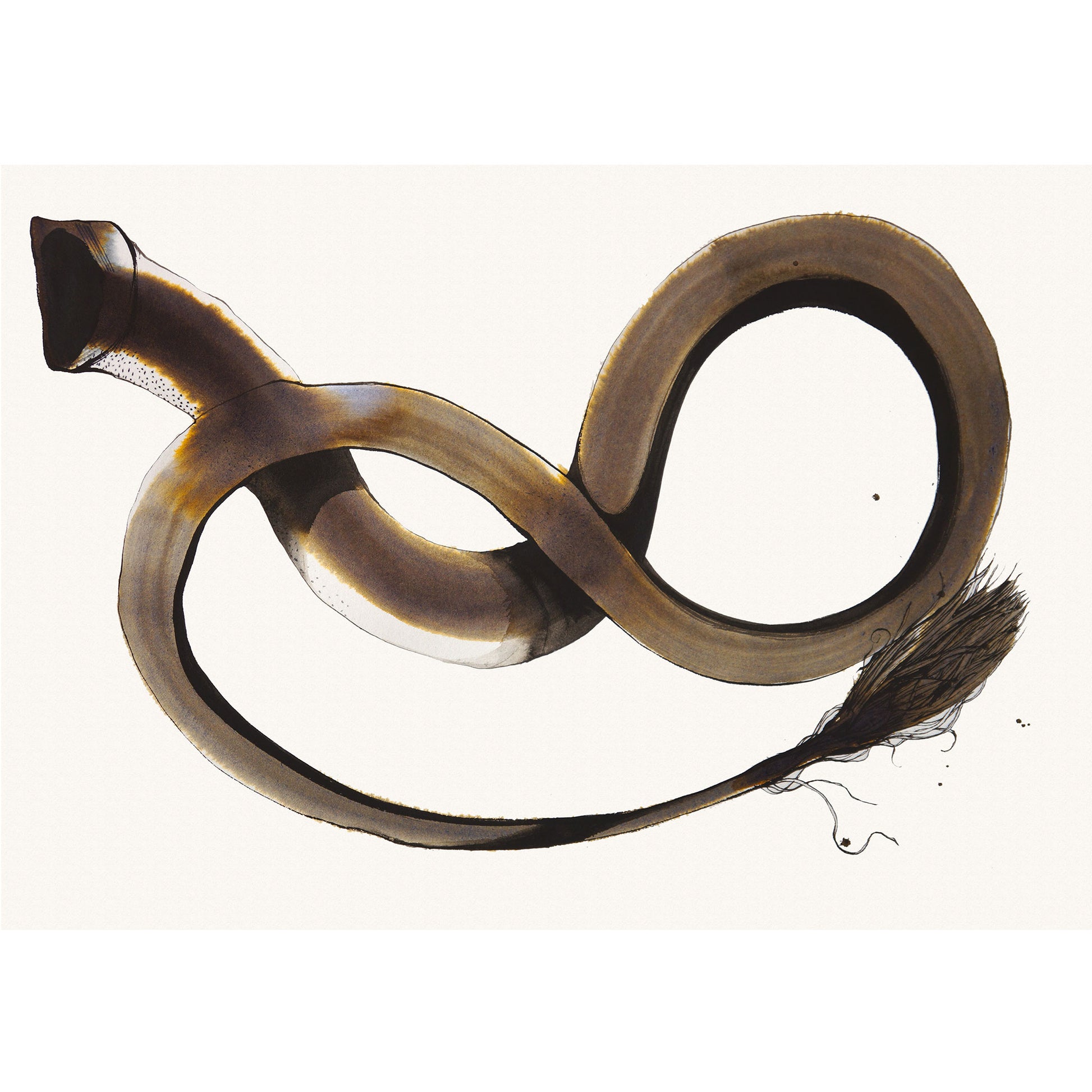 Coda di Asino - Run -  Watercolor and ink on paper