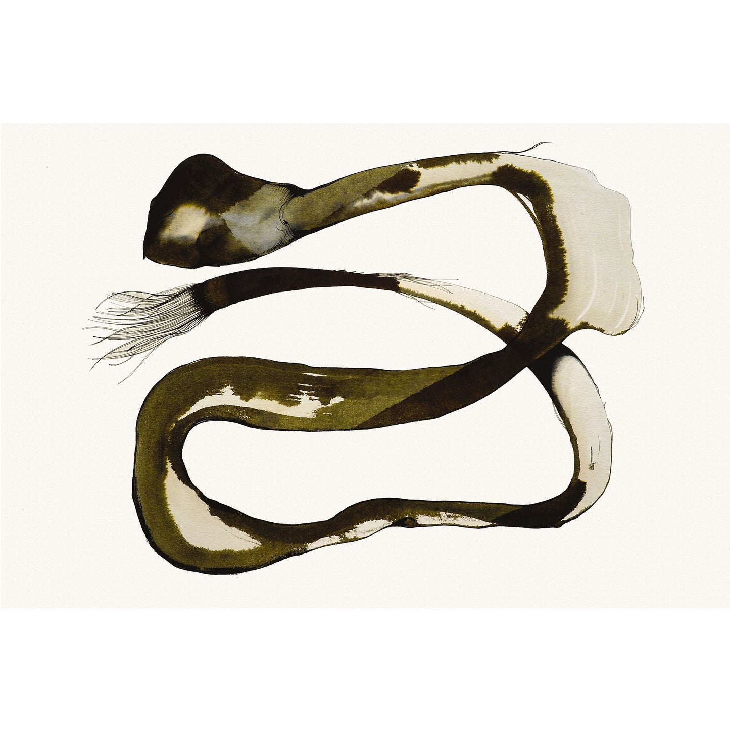 Coda di Anguilla - Run -  Watercolor and ink on paper