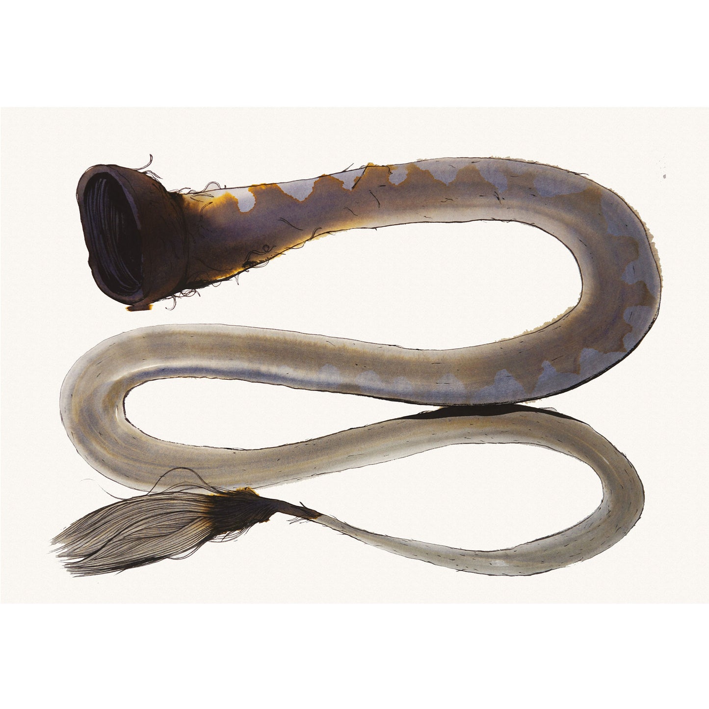 Coda di Bue - Run -  Watercolor and ink on paper