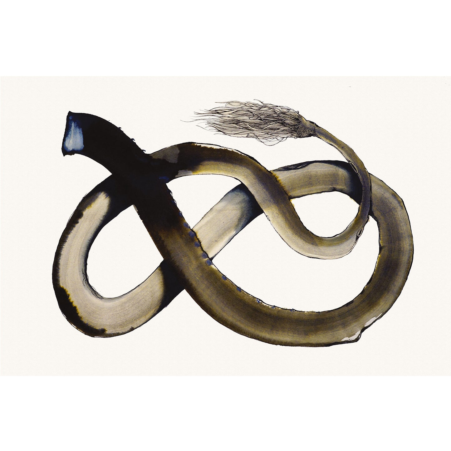 Coda di Uomo - Run -  Watercolor and ink on paper